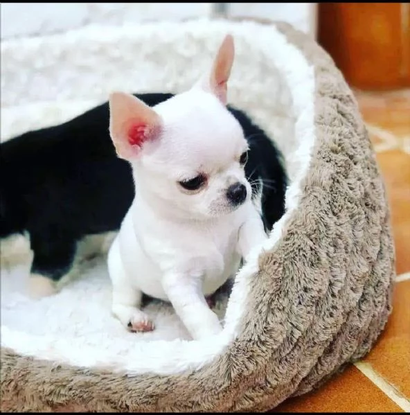 chihuahua maschio e femmina per l'adozione | Foto 0