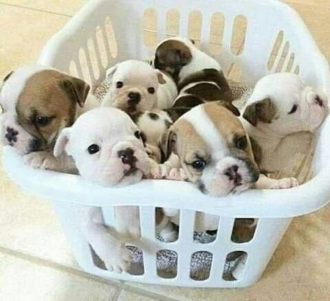 Bulldog inglesi sani in vendita | Foto 1