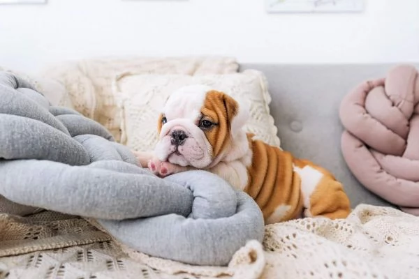 Bulldog inglesi sani in vendita | Foto 0