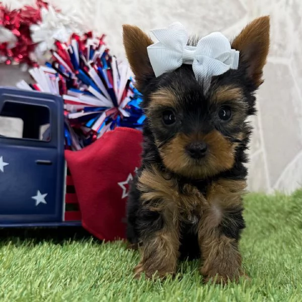 Yorkie aschio e femmina per l'adozione, sono