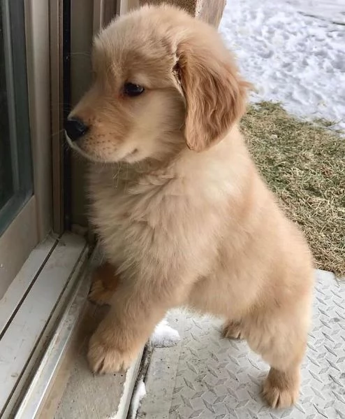 Golden retriever maschio e femmina per l'adozione, | Foto 0