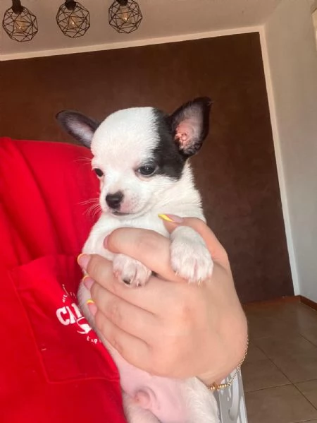 Chihuahua Toy  | Foto 3