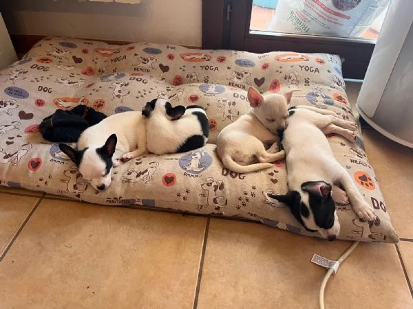 Chihuahua Toy  | Foto 2