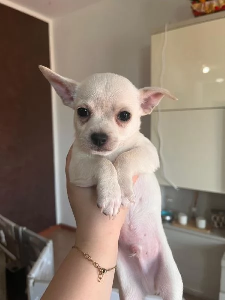 Chihuahua Toy  | Foto 1