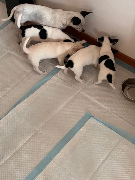 Chihuahua Toy  | Foto 0