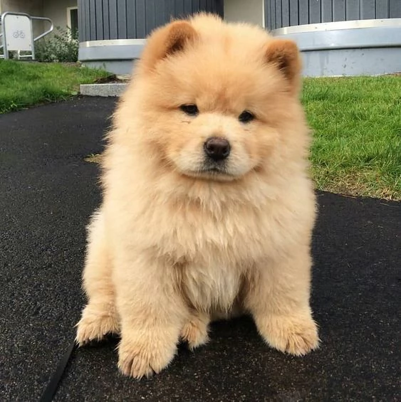 adorabili cuccioli di chow chow femminucce e maschietti disponibili per l'adozione gratuita i cuccio