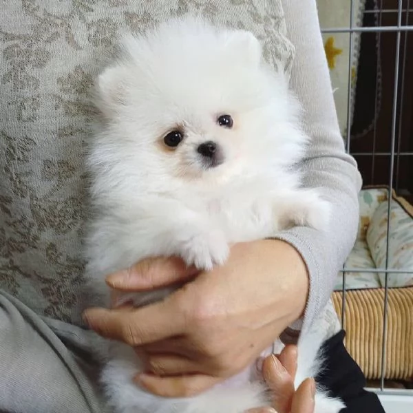 Offerta di adozione maschio e femmina.  VALPINO POMERANIAN