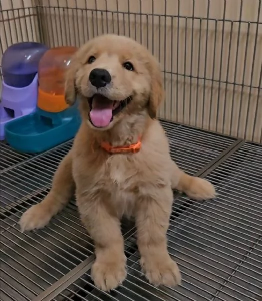 Offerta di adozione maschio e femmina. GOLDEN RETRIEVER  | Foto 0