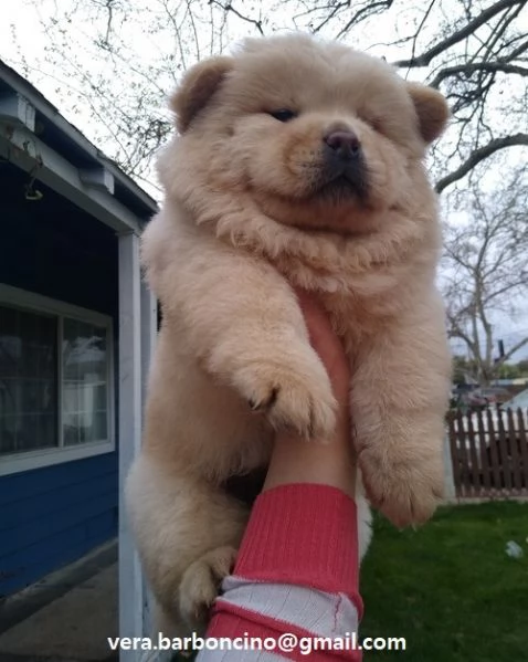  Regalo Bianchi cuccioli di Chow Chow Cuccioli di Chow Chow bianchi / crema - molto belli! Maschi e 