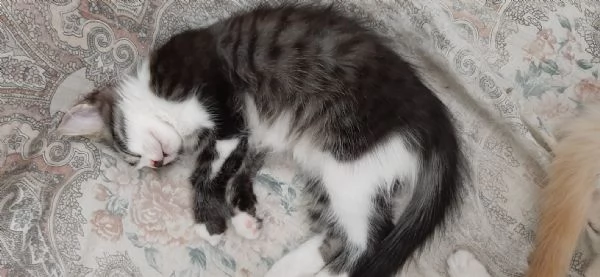 gattino di 3 mesi | Foto 8