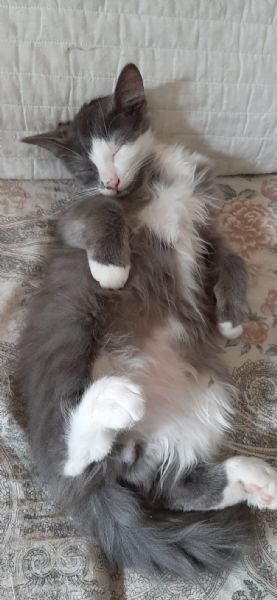 gattino di 3 mesi | Foto 7