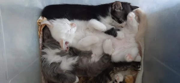 gattino di 3 mesi | Foto 6