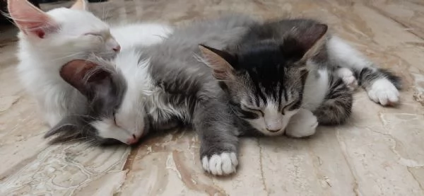 gattino di 3 mesi | Foto 5