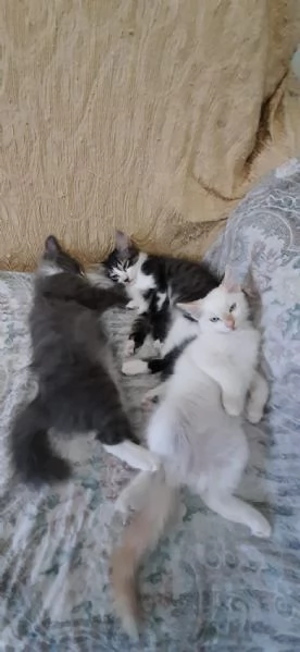 gattino di 3 mesi | Foto 3