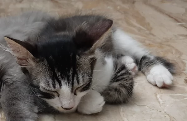 gattino di 3 mesi | Foto 2