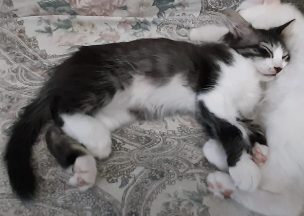 gattino di 3 mesi | Foto 1