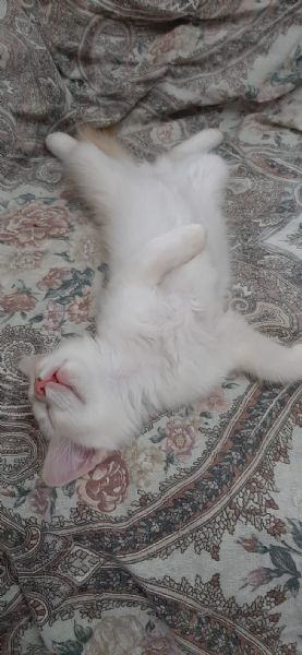 gattino di 3 mesi | Foto 0