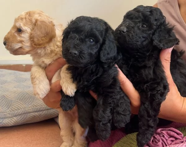 Barboncini nani in vendita