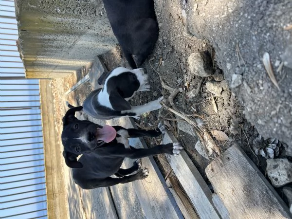 Lisa cerca casa | Foto 1