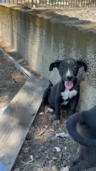 Lisa cerca casa | Foto 0