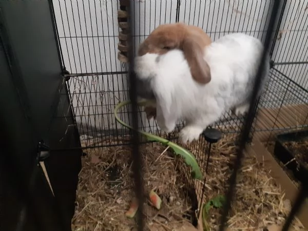 Coppia di conigli nani ariete 3 anni 