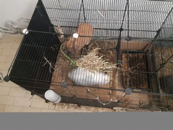 Coppia di conigli nani ariete 3 anni  | Foto 0
