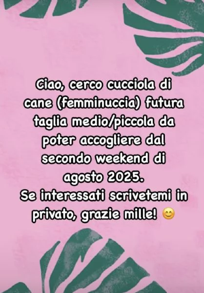 Cerco cucciola taglia piccola