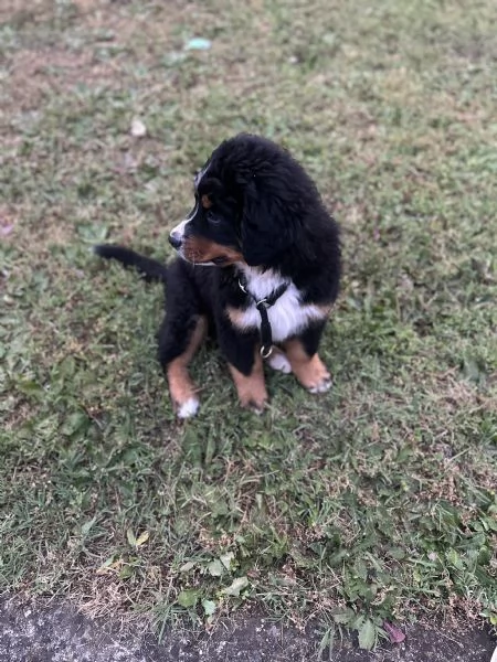 Cucciolo bovaro del Bernese con pedigree