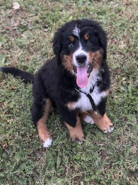 Cucciolo bovaro del Bernese con pedigree | Foto 0
