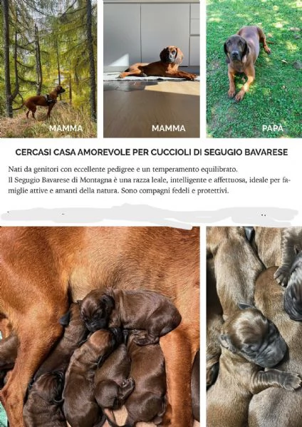 Segugio Bavarese di Montagna