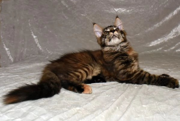 Cucciola di Maine Coon  | Foto 21