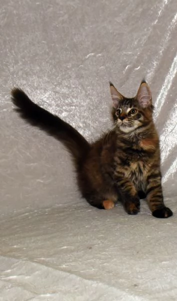 Cucciola di Maine Coon  | Foto 20