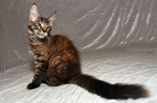 Cucciola di Maine Coon  | Foto 13