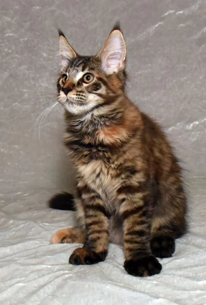 Cucciola di Maine Coon  | Foto 6