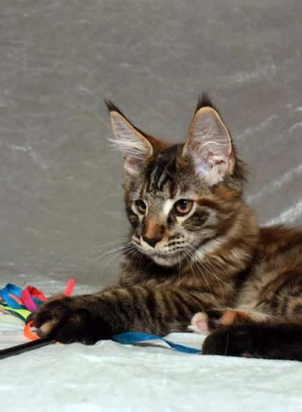 Cucciola di Maine Coon  | Foto 4