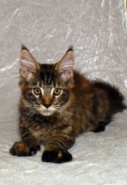 Cucciola di Maine Coon 