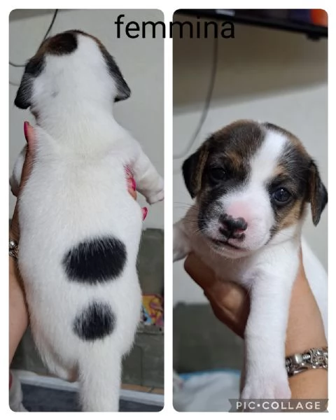 Cuccioli di jack russell