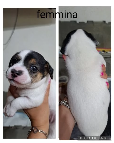 Cuccioli di jack russell | Foto 3