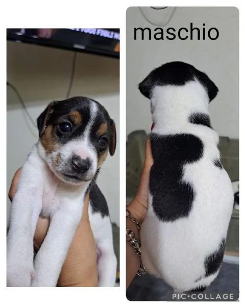 Cuccioli di jack russell | Foto 2