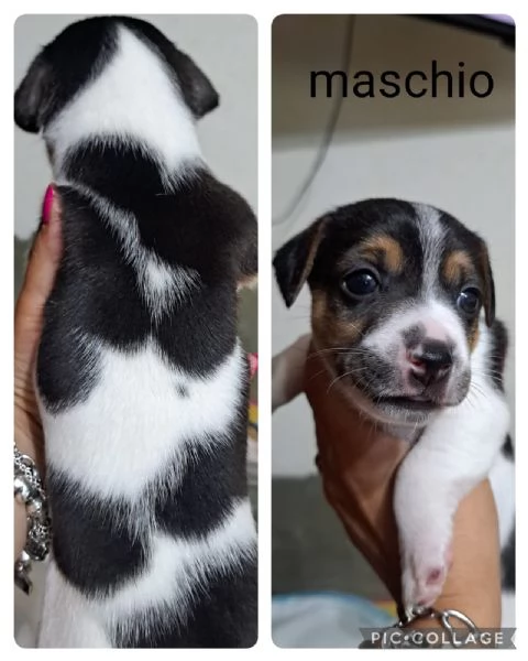 Cuccioli di jack russell | Foto 1