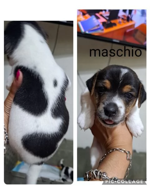 Cuccioli di jack russell | Foto 0