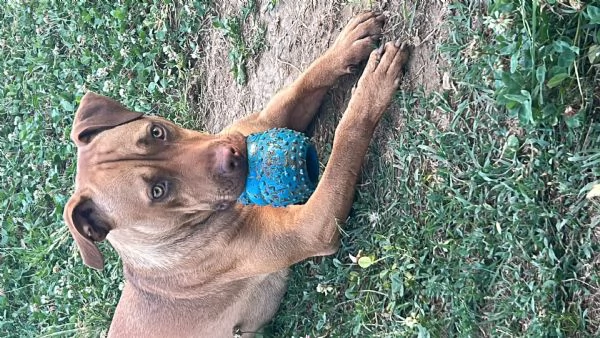 American Pitbull terrier 