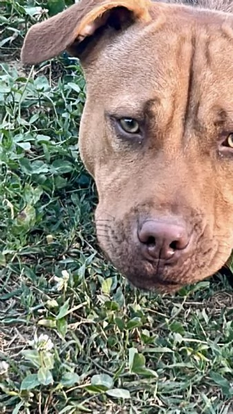 American Pitbull terrier  | Foto 0