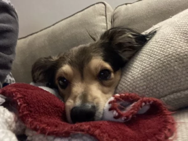 Affido cane taglia piccola 