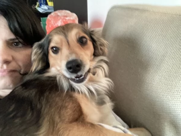 Affido cane taglia piccola  | Foto 0