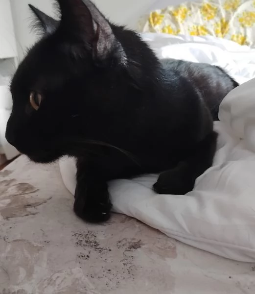 Regalo gattini | Foto 1