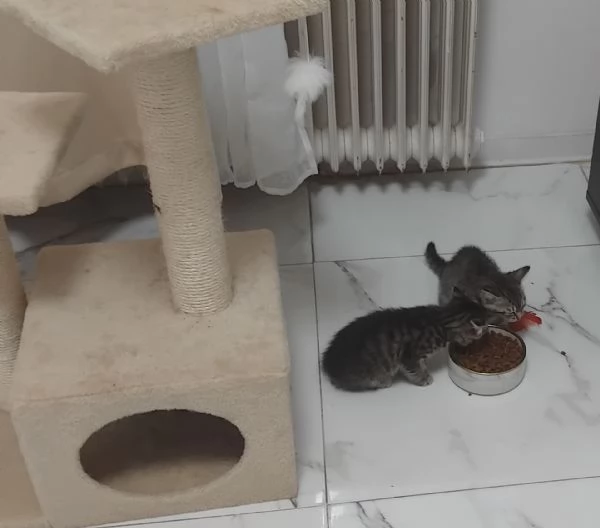 Regalo gattini | Foto 0