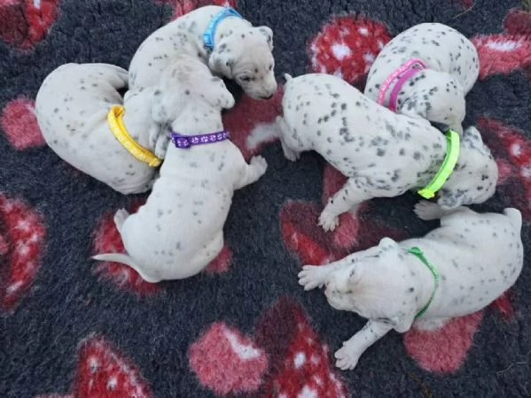 Cucciolo di Dalmata FCI | Foto 1
