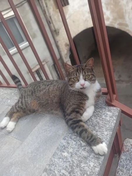 Pinocchio cerca casa