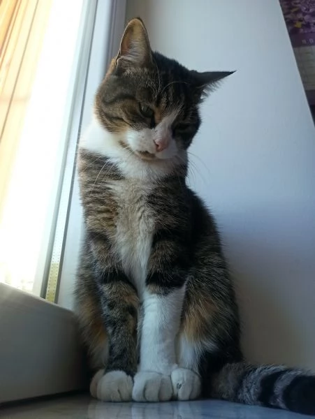 Pinocchio cerca casa | Foto 2